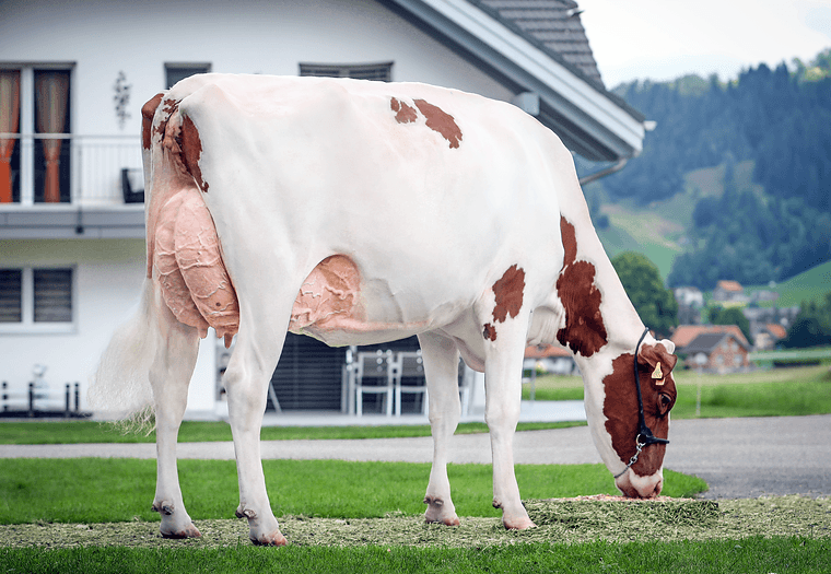 Mit THERMO P haben wir den ersten Slick-Gen-Stier in Europa auf den Markt gebracht.